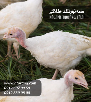 فروش جوجه بوقلمون گوشتی٢٠روزه